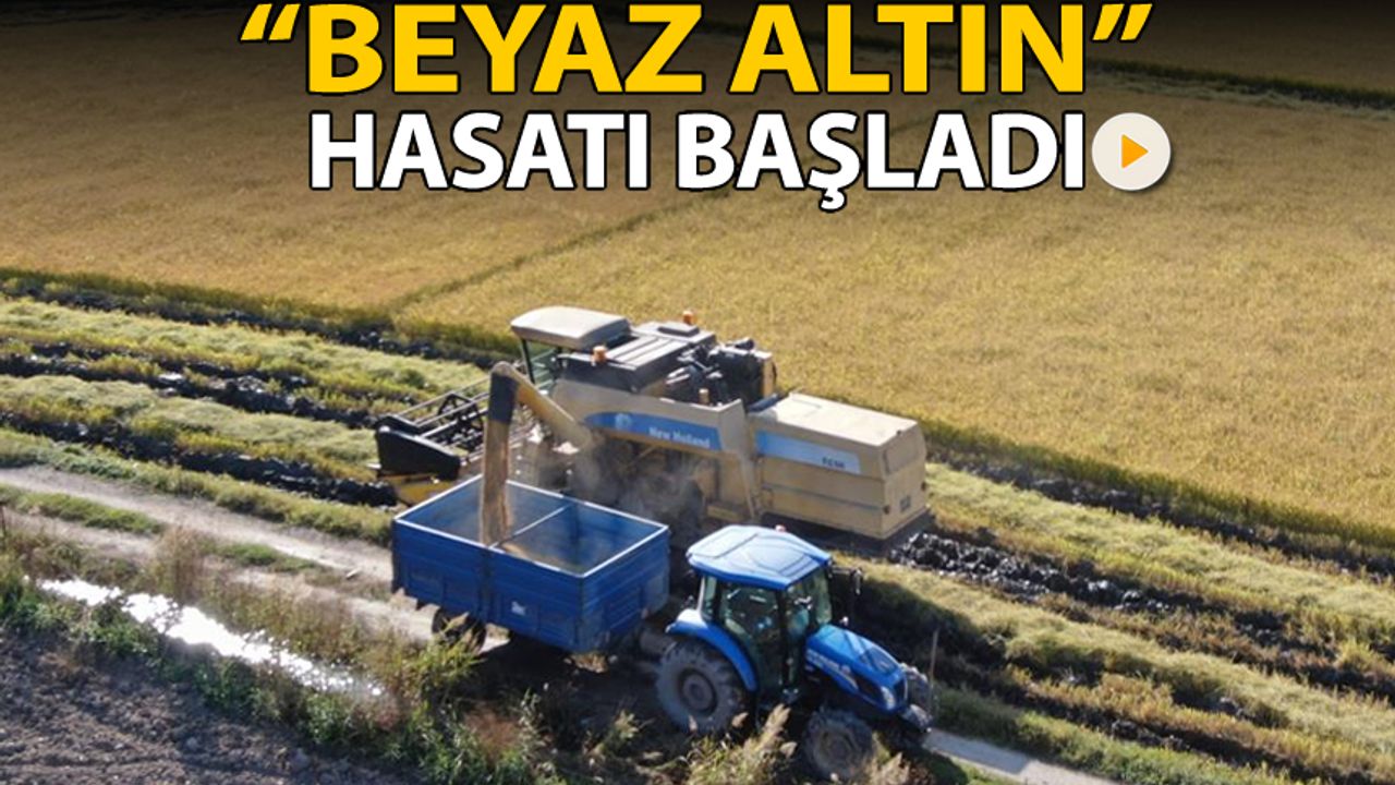 'BEYAZ ALTIN' ÇELTİKTE HASAT BAŞLADI