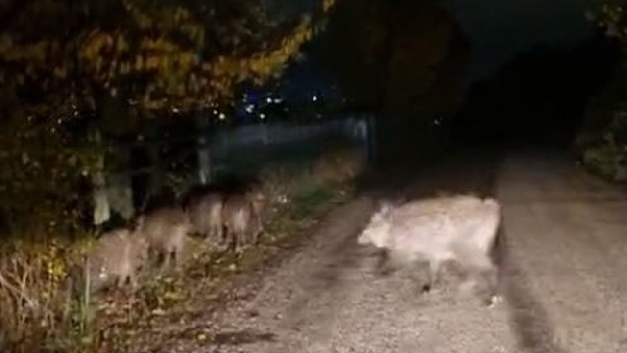 AÇ KALAN DOMUZLAR ŞEHİR MERKEZLERİNE İNDİ