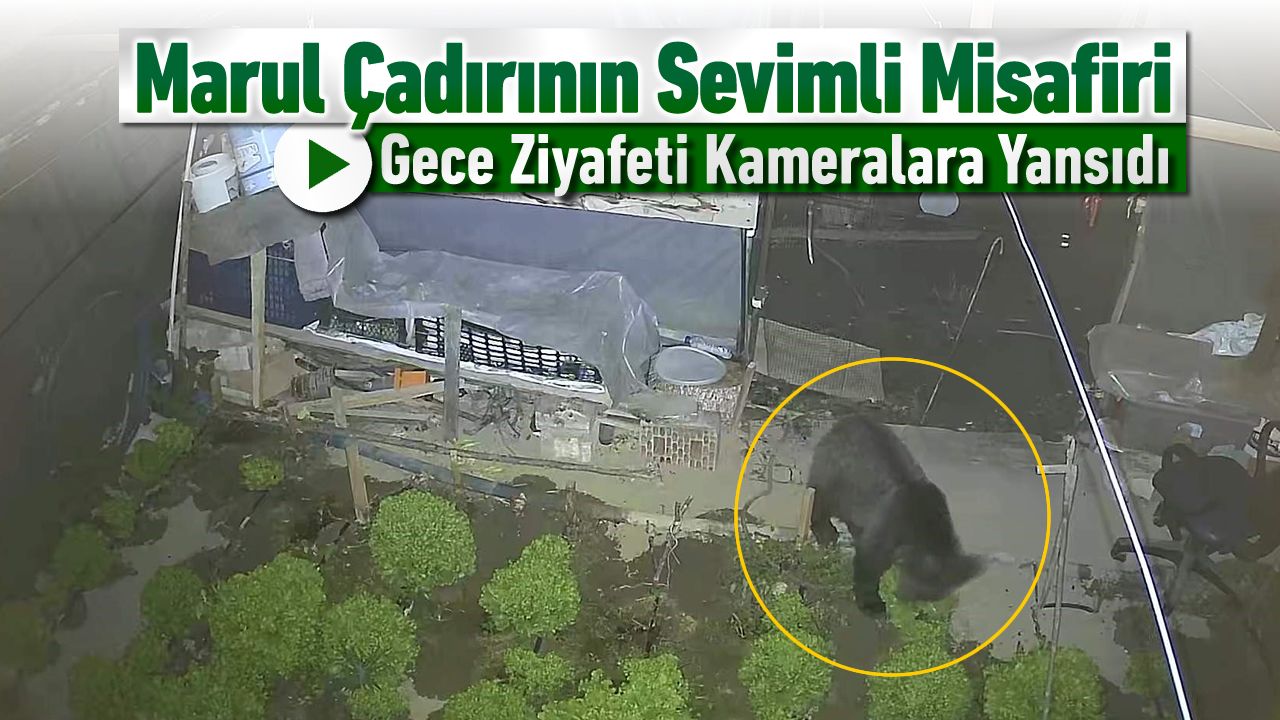 MARUL PEŞİNDEKİ TATLI KAÇAK KAMERALARA YANSIDI