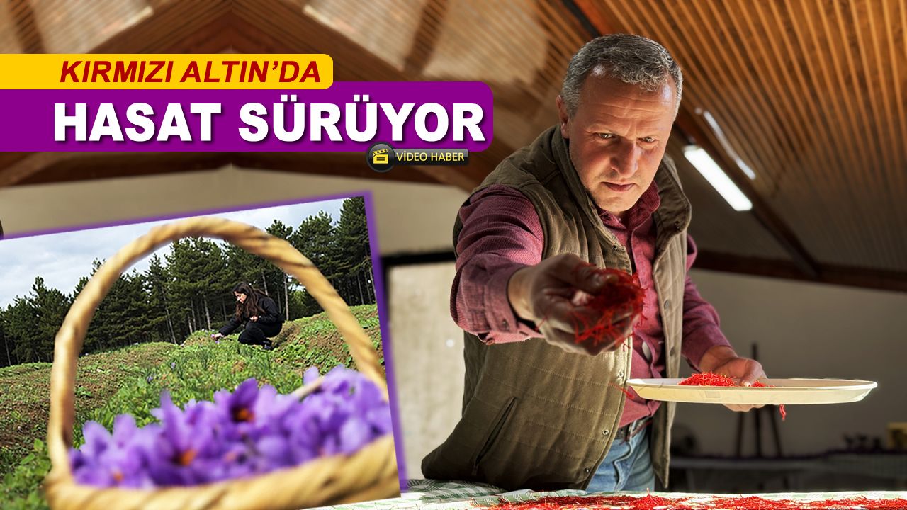 KIRMIZI ALTIN'DA HASAT SÜRÜYOR