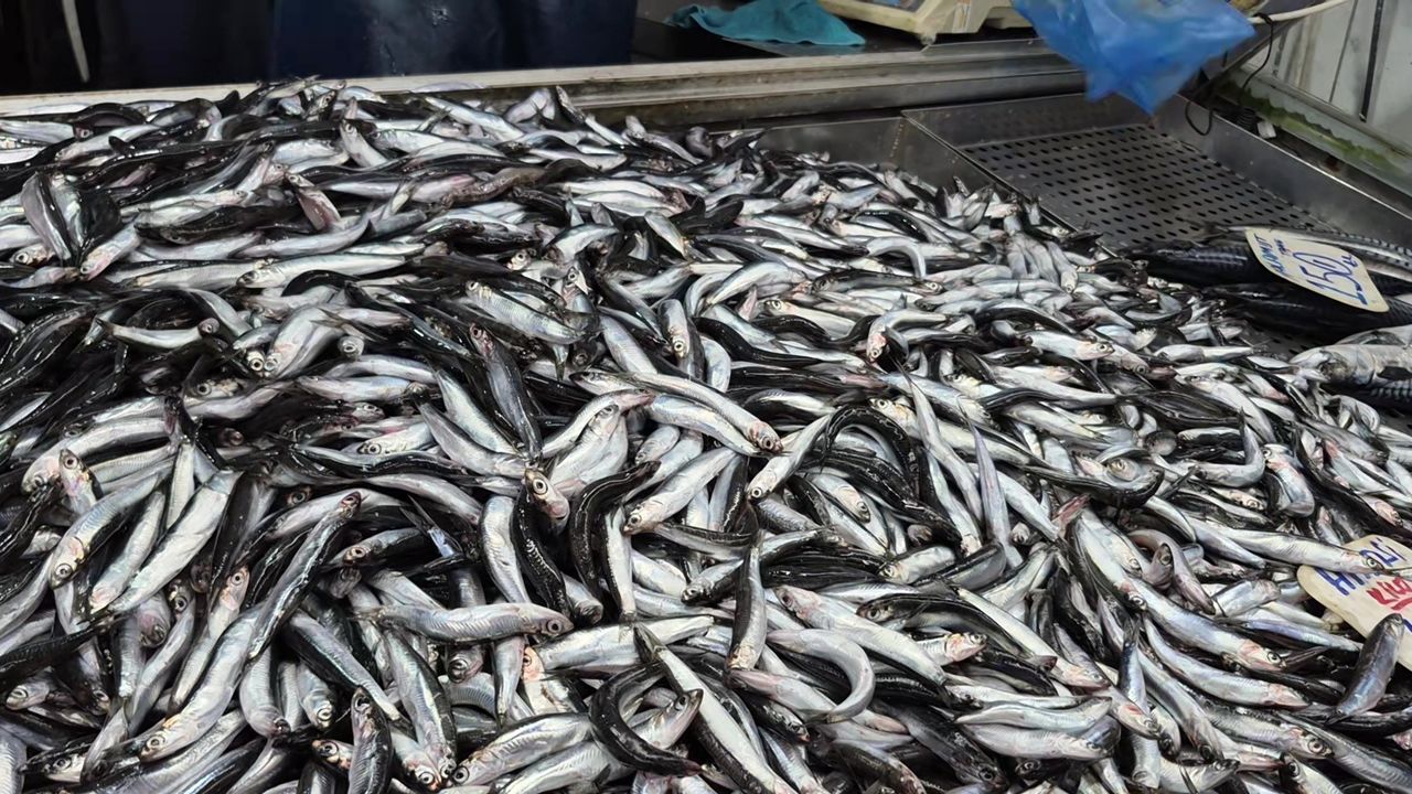 SICAKLAR PALAMUT POPÜLASYONUNU OLUMSUZ ETKİLEDİ