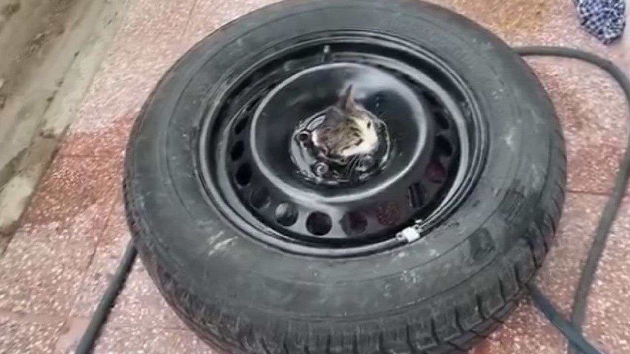 ÇANKIRI'DA STEPNEYE SIKIŞAN KEDİ KURTARILDI