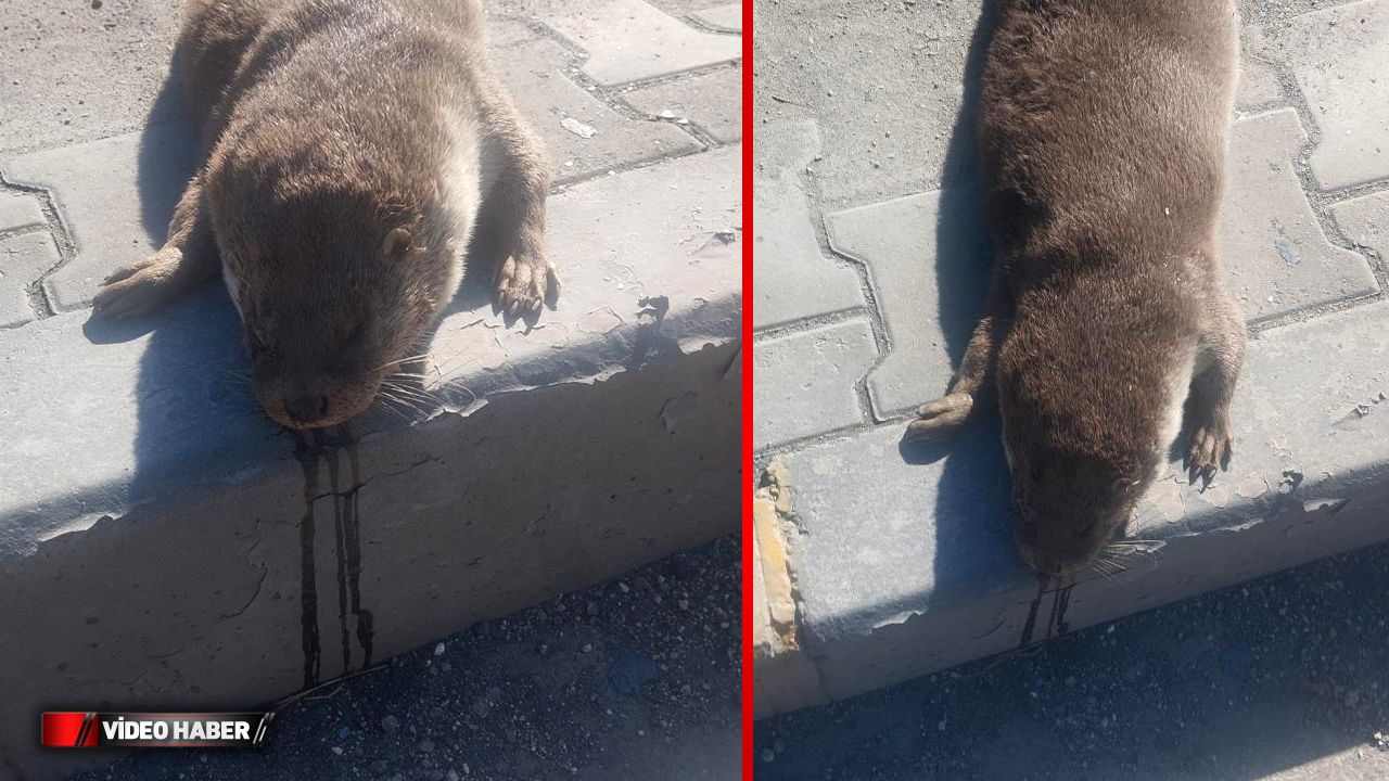 SU SAMURU TELEF OLDU