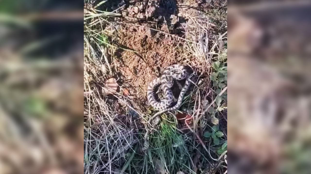 DÜNYANIN EN ZEHİRLİ YILANI ENGEREK YILANI GÖRÜLDÜ