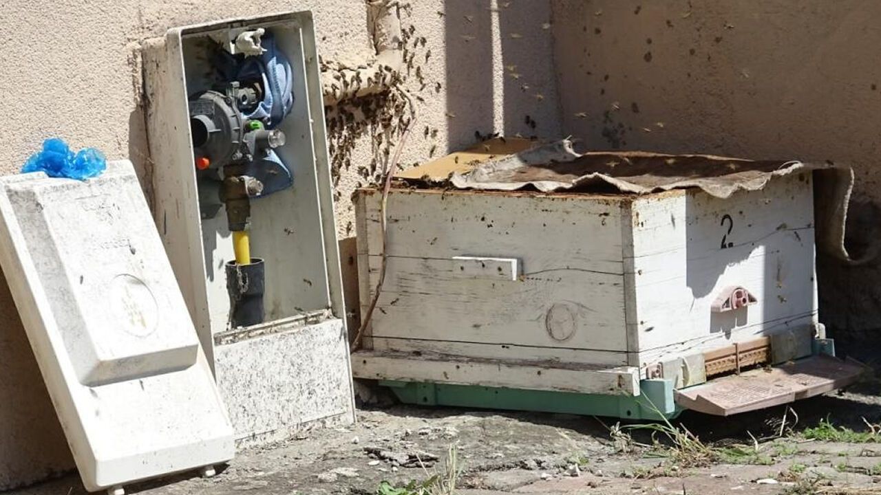 KARABÜK'TE ARILAR APARTMANI SARDILAR