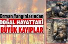 DOĞAL HAYATTAKİ BÜYÜK KAYIPLAR YENİ ORTAYA ÇIKIYOR