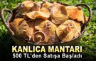 KANLICA MANTARI 500 TL’DEN SATIŞA BAŞLADI
