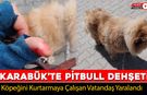 KARABÜK'TE PİTBULL DEHŞETİ