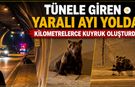 TÜNELE GİREN YARALI AYI KİLOMETRELERCE KUYRUK OLUŞTURDU