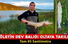 EFLANİ'DE GÖLETİN DEV BALIĞI OLTAYA TAKILDI "TAM 95 SANTİMETRE"