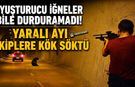 YARALI AYI EKİPLERE KÖK SÖKTÜ