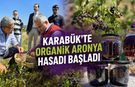 KARABÜK’TE ORGANİK ARONYA HASADI BAŞLADI