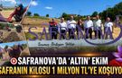 SAFRANOVA'DA ‘ALTIN’ EKİM GERÇEKLEŞTİRİLDİ