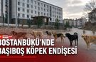 BOSTANBÜKÜ’NDE BAŞIBOŞ KÖPEK ENDİŞESİ