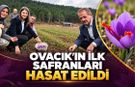 OVACIK’IN İLK SAFRANLARI HASAT EDİLDİ