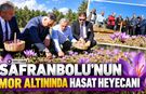 SAFRANBOLU'NUN MOR ALTININDA HASAT HEYECANI