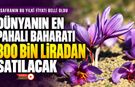 SAFRANIN BU YILKİ FİYATI BELLİ OLDU