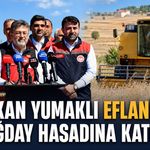 BAKAN YUMAKLI EFLANİ'DE BUĞDAY HASADINA KATILDI