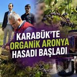 KARABÜK’TE ORGANİK ARONYA HASADI BAŞLADI