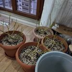 KASTAMONU'DA NARKOTİK OPERASYONU 1 GÖZALTI