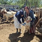 SAFRANBOLU’DA YENİ DOĞAN KUZULAR KAYIT ALTINA ALINIYOR