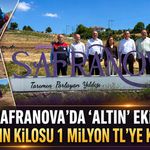 SAFRANOVA'DA ‘ALTIN’ EKİM GERÇEKLEŞTİRİLDİ
