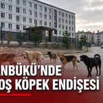 BOSTANBÜKÜ’NDE BAŞIBOŞ KÖPEK ENDİŞESİ