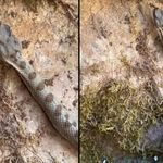 KASTAMONU'DA BOYNUZLU ENGEREK YILANI