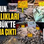 SEZONUN İLK BALIKLARI KARABÜK’TE TEZGAHA ÇIKTI