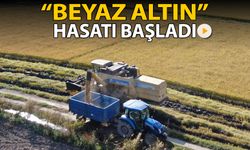 'BEYAZ ALTIN' ÇELTİKTE HASAT BAŞLADI