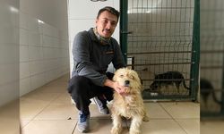 BOLU'DA SOKAK KÖPEĞİNE TÜMÖR OPERASYONU