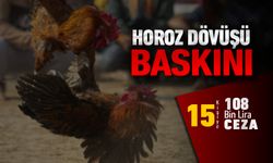 KARABÜK'TE HOROZ DÖVÜŞÜ BASKINI