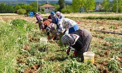 TAŞKÖPRÜ SARIMSAĞINDA HASAT BAŞLADI