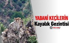 YABANİ KEÇİLERİN KAYALIK GEZİNTİSİ