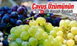 ÇAVUŞ ÜZÜMÜNÜN İLK HASADI BAŞLADI