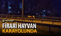 FİRARİ HAYVAN YAKALANDI