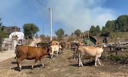 YENİDEN ALEVLENEN YANGINDA VATANDAŞLAR HAYVANLARI GÜVENLİ ALANA TAŞIDI