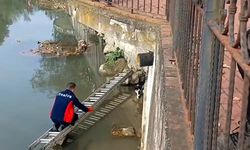 ALAPLI'DA ÇAYA DÜŞEN KEDİYİ İTFAİYE KURTARDI