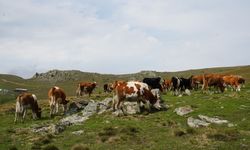 KASTAMONU YAYLALARI GEÇİM KAYNAKLARI OLDU