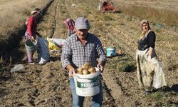 KASTAMONU'DA PATATES AİLELERİN GEÇİM KAYNAĞI OLDU