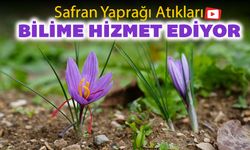 SAFRAN YAPRAĞI ATIKLARI BİLİME HİZMET EDİYOR