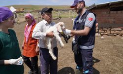 AŞISI OLMAYAN HAYVANA SAHİP ÇİFTÇİ DESTEK ALAMAYACAK