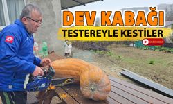 DEV KABAĞI TESTEREYLE KESEBİLDİLER