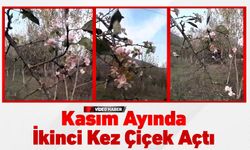 KASIM AYINDA İKİNCİ KEZ ÇİÇEK AÇTI