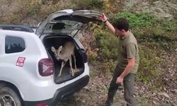 KASTAMONU'DA TEDAVİLERİ YAPILAN HAYVANLAR DOĞAYA SALINDI