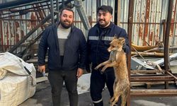 ALAPLI'DA TİLKİ KÖPEKLERİN SALDIRISINA UĞRADI