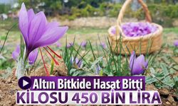 ALTIN BİTKİDE YENİ ÜRÜN 450 BİN LİRADAN SATILACAK