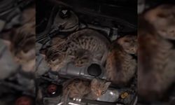 YAVRU KEDİLER OTOMOBİLİN MOTORUNA SIĞINDI