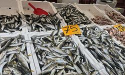 BALIK TEZGAHLARININ GÖZDESİ 75 LİRADAN İSTAVRİT OLDU