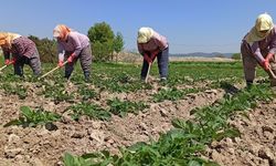 ÇAYCUMA'DA ÇİFTÇİLERE EĞİTİM VERİLDİ